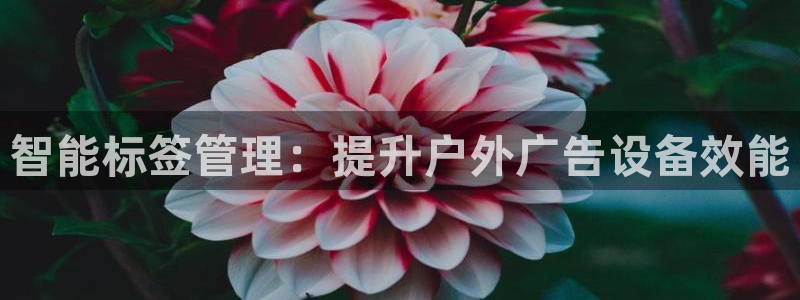 杏宇平台招商